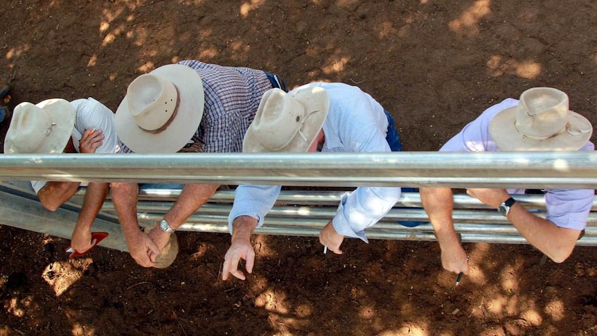 Red Centre show tipped to set tone for cattle prices
