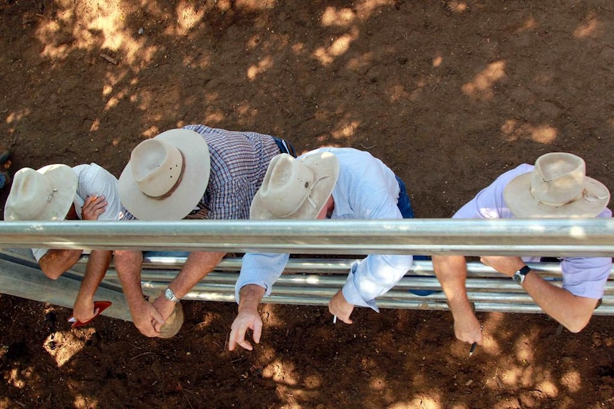 Aerial view of agents bidding at a cattle sale.