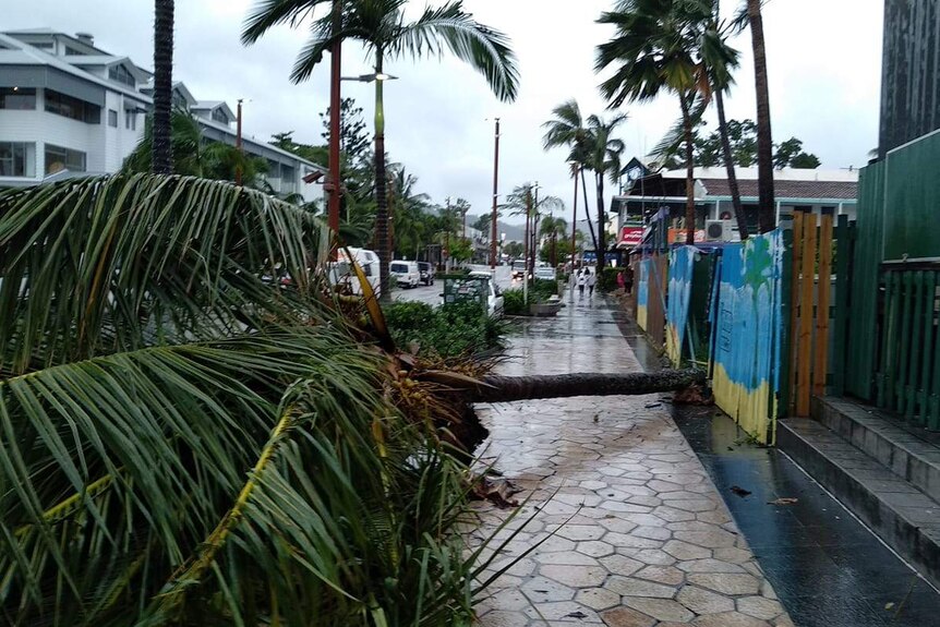 A tree blown over at Airlie Beach as the effects of Tropical Cyclone Iris are felt.