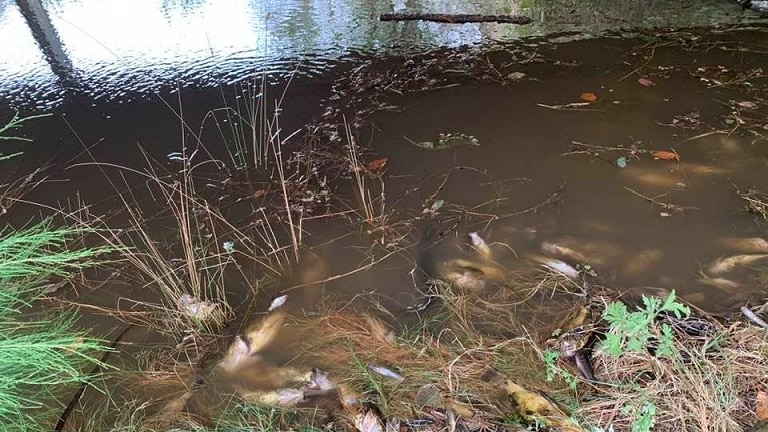 Fish are floating in a murky river deceased