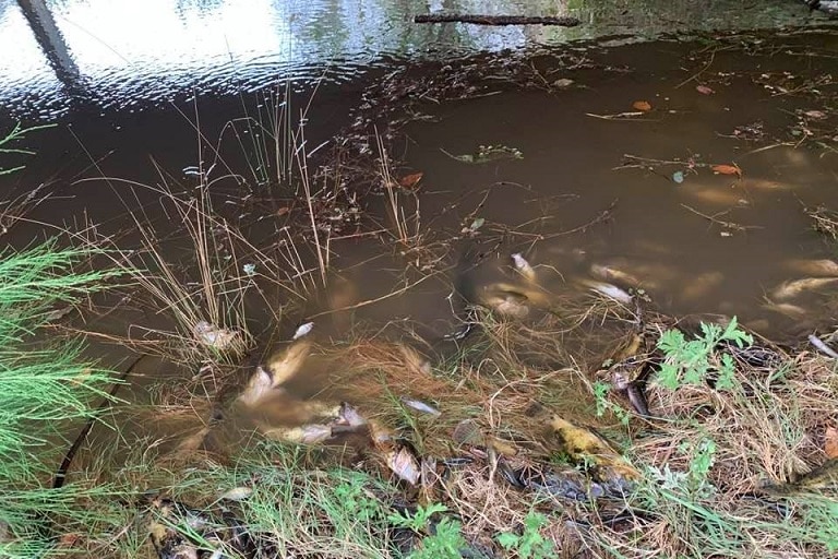 Fish are floating in a murky river deceased