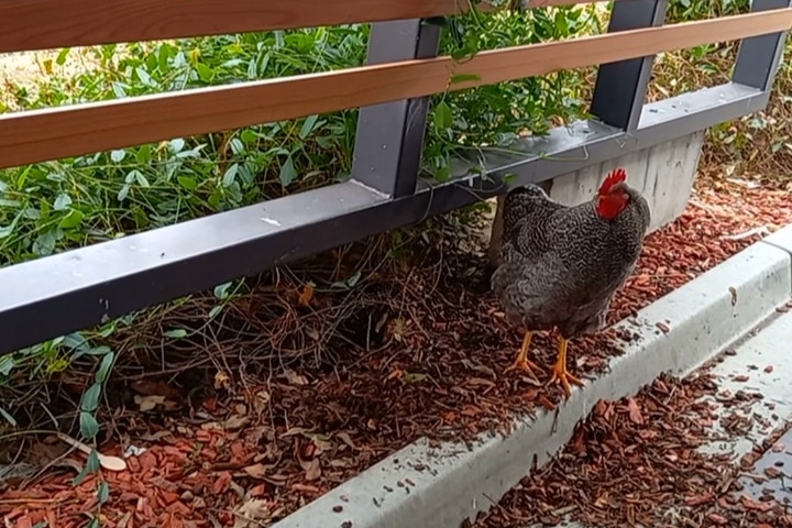 A rooster on the side of the drive-through road.