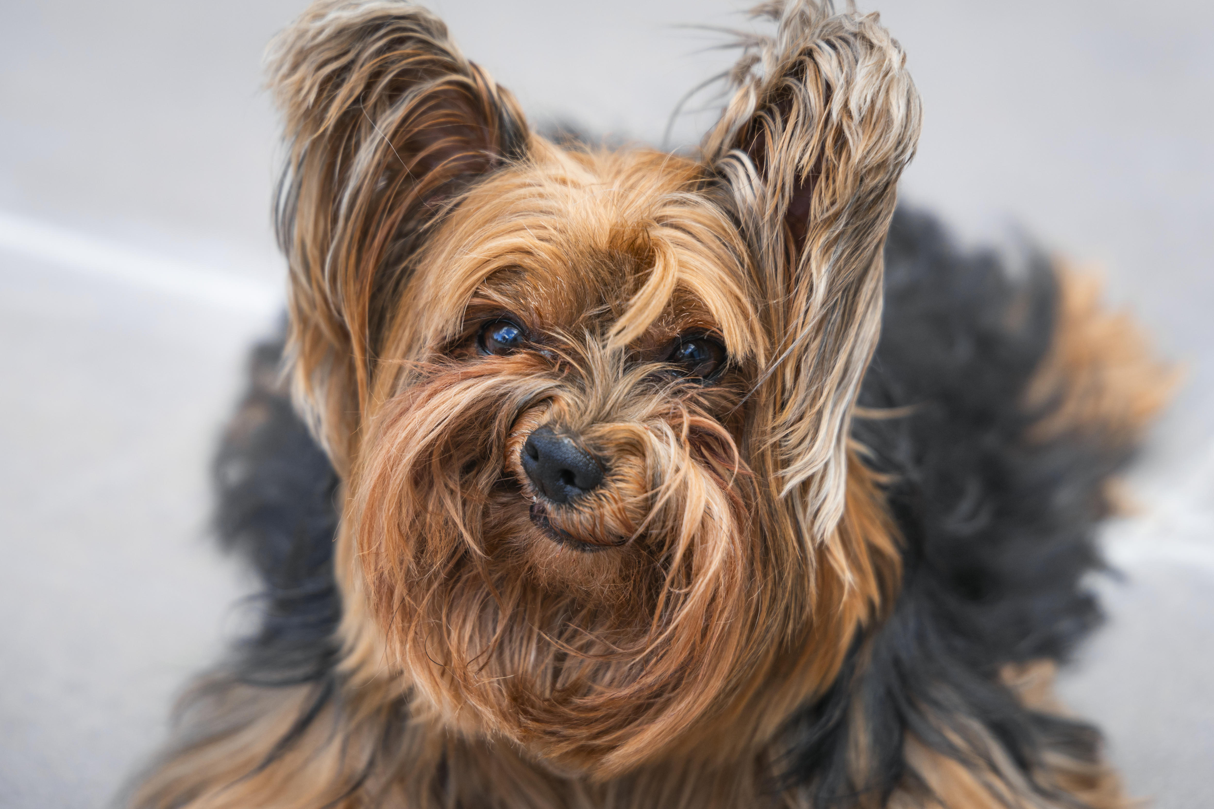 A yorkie that looks unhappy
