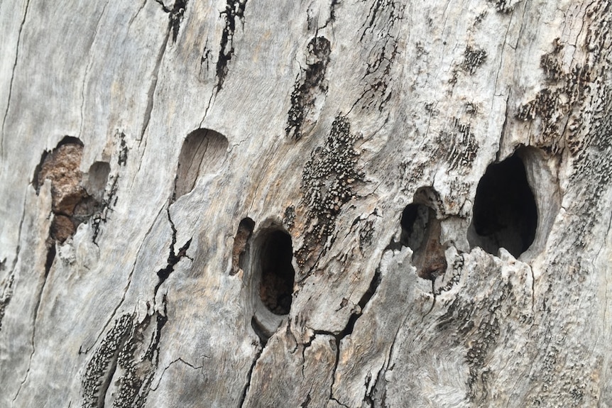 Close up of a dead tree