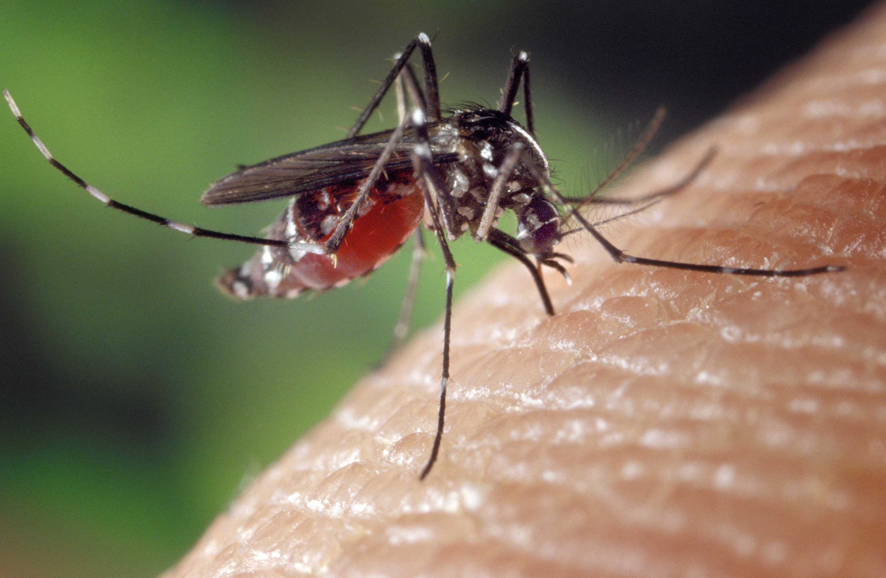 The barbecue stopper: the chikungunya mutation threatening Australia