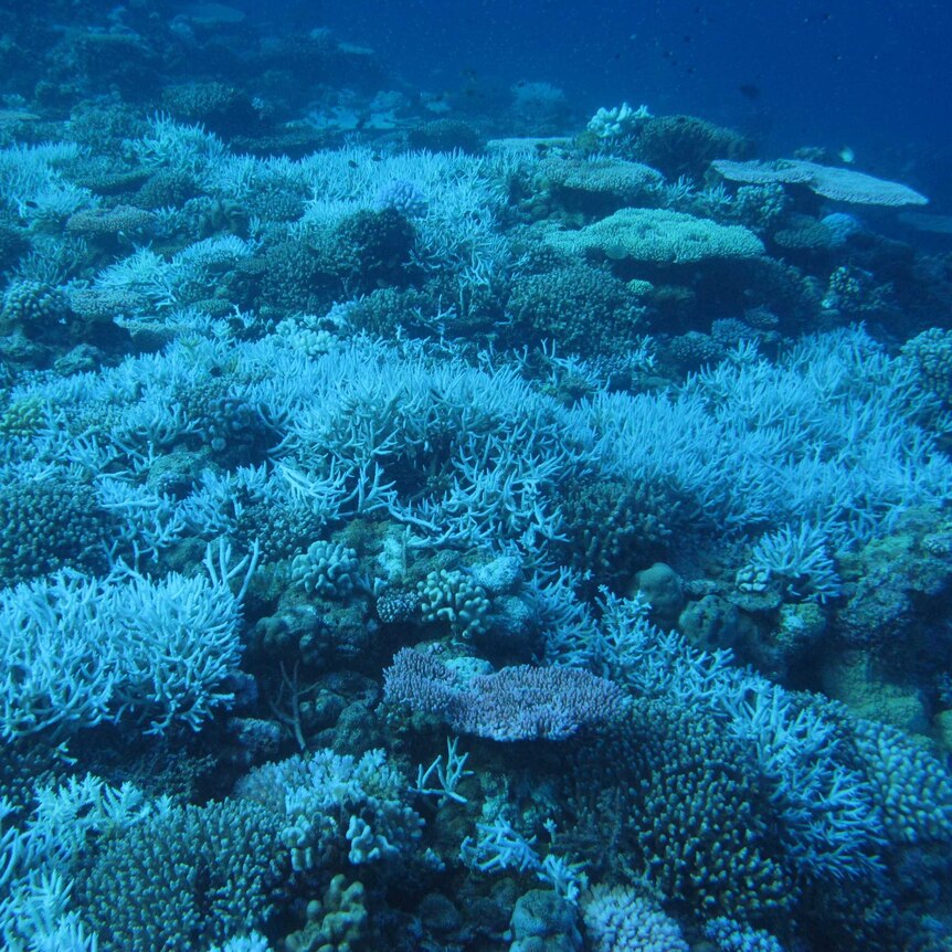 Coral reef with bleached corals