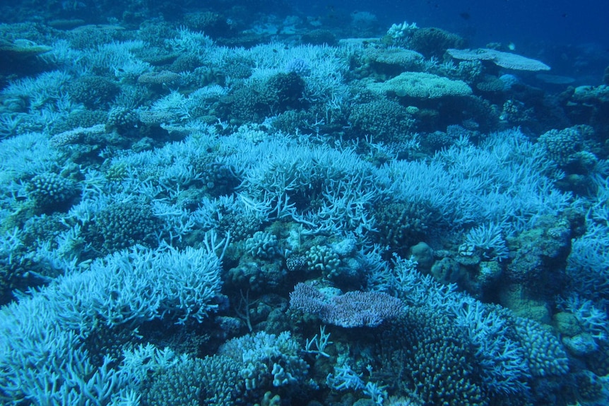 Coral reef with bleached corals