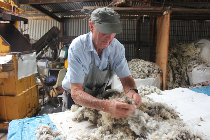 A man sorts through wool on a table in a shearing shed