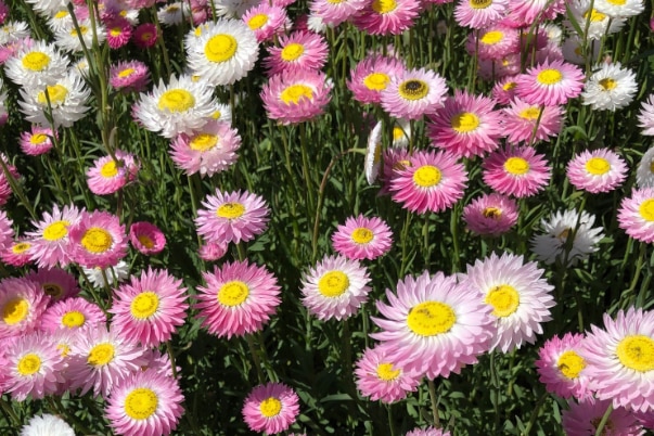 Close up of everlasting flowers