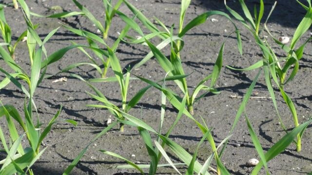 Seedlings sprout at a GM field trial in Adelaide.