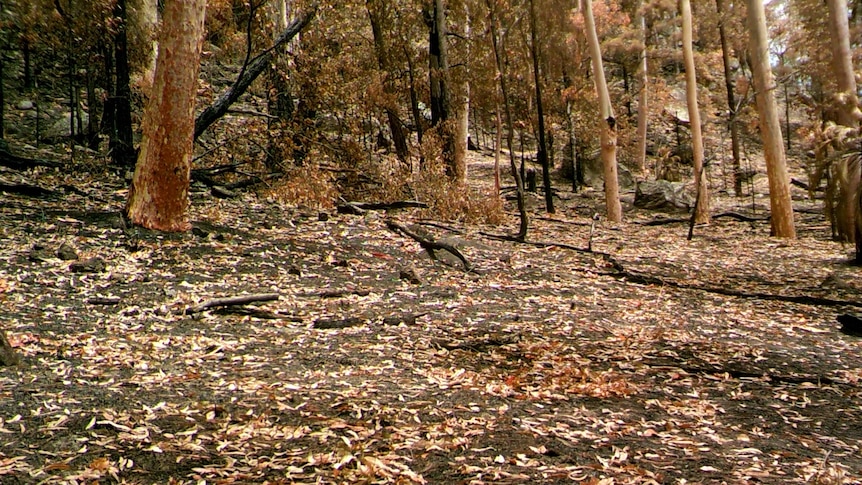 A section of the park just after the fire came through.