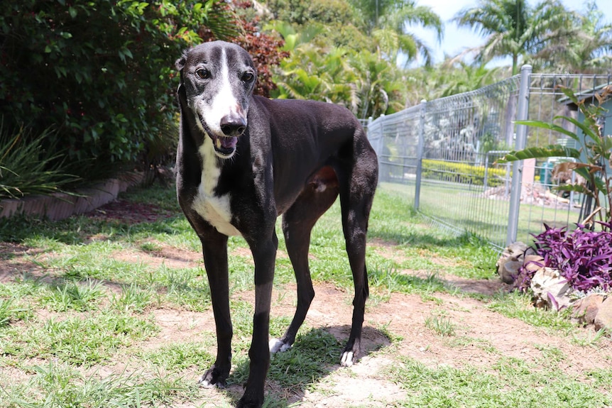 A rescued racing greyhound living on a property in Ormeau.