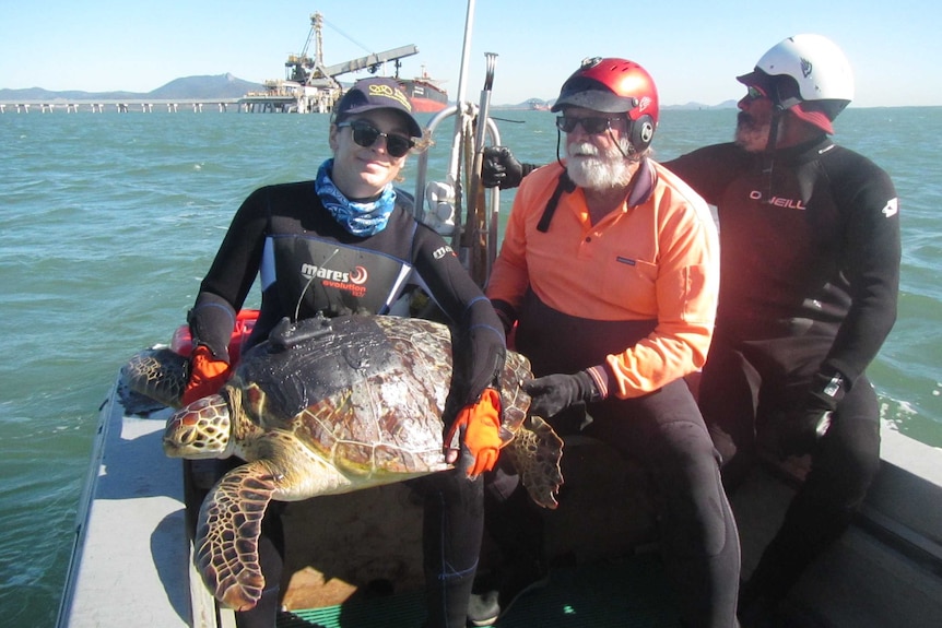 A woman in a wetsuit holding a turtle in a small boat in a harbour, along with two men wearing helmets.