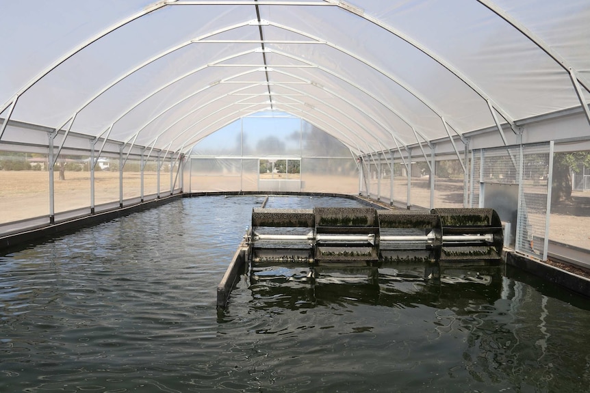 A shallow pond with a water wheel under a greenhouse in Goondiwindi, May 2020.