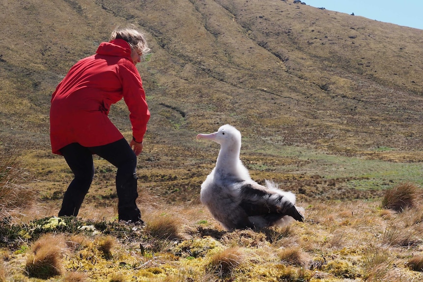 A woman wearing a red windbreaker stands next to a bird nearly half the size of her.