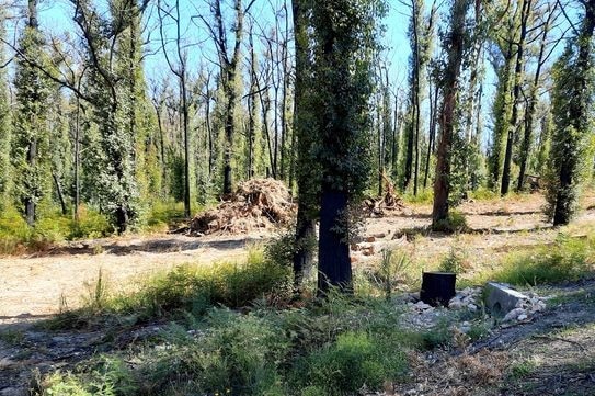 Piles of wood among trees on side of road