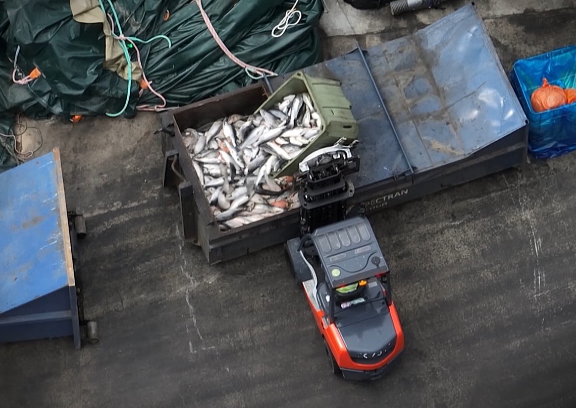 Dead diseased Atlantic salmon in a bin, seen from above.