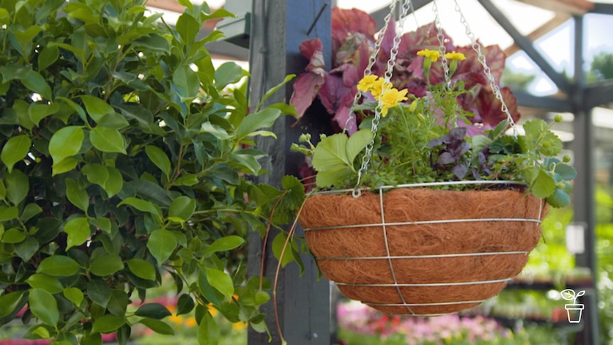 Hanging basket filled with colourful flowers