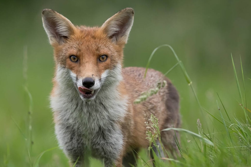 A fluffy orange and white fox standing in green grass, licking its lips.