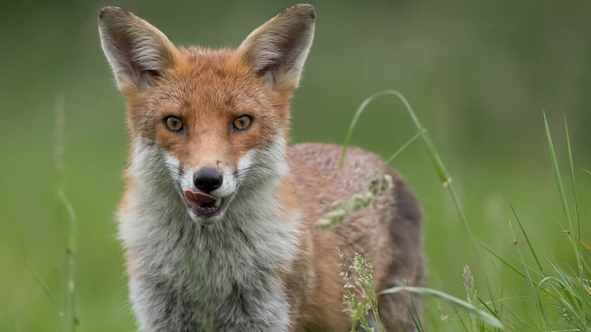 Fox standing in green grass.