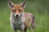 Fox standing in green grass.