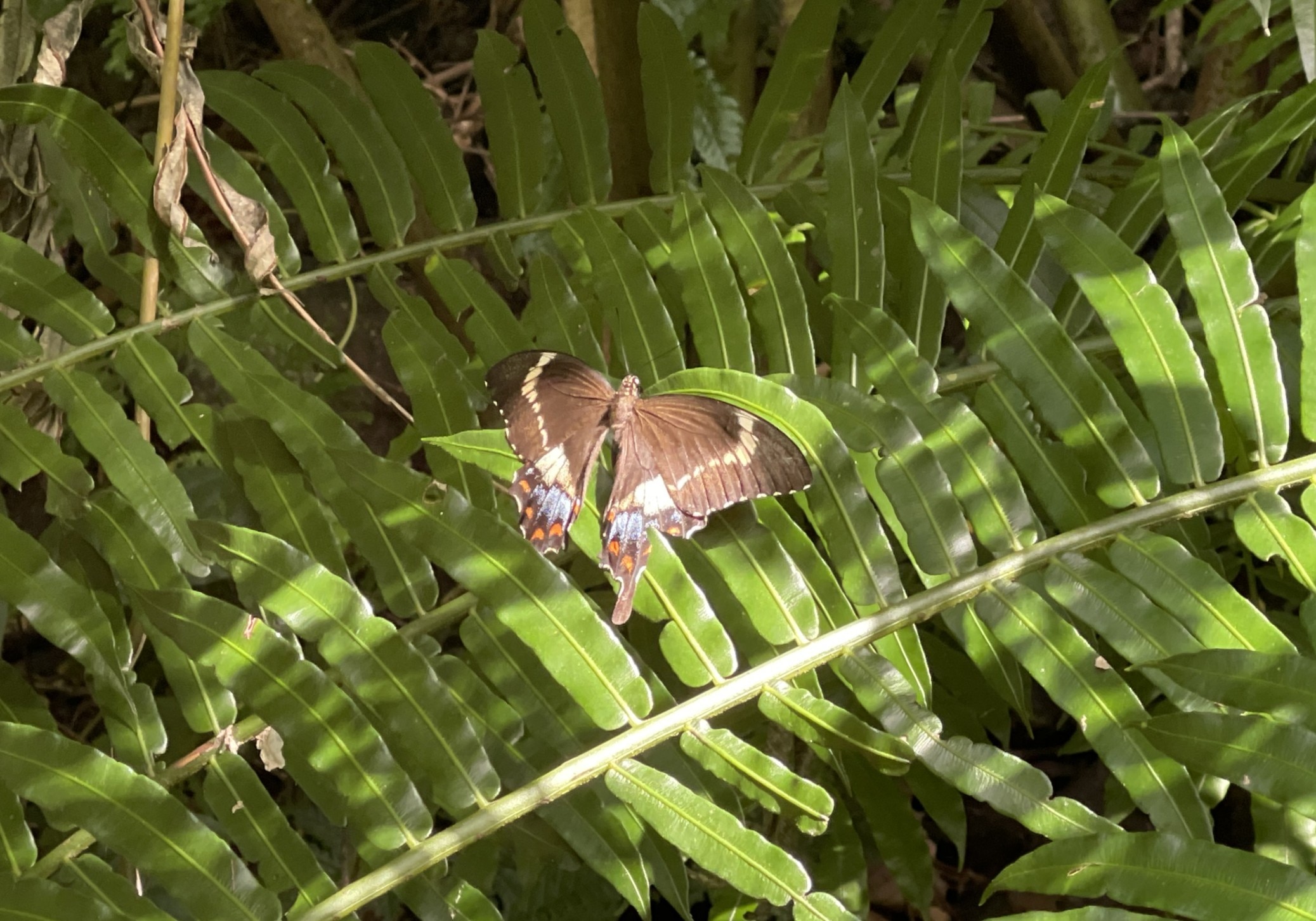 Large butterfly on a green fern has blak and white wings with blue and red patches. 