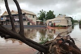 An uprooted tree in the foreground, with floodwater in the street and buildings in the background.