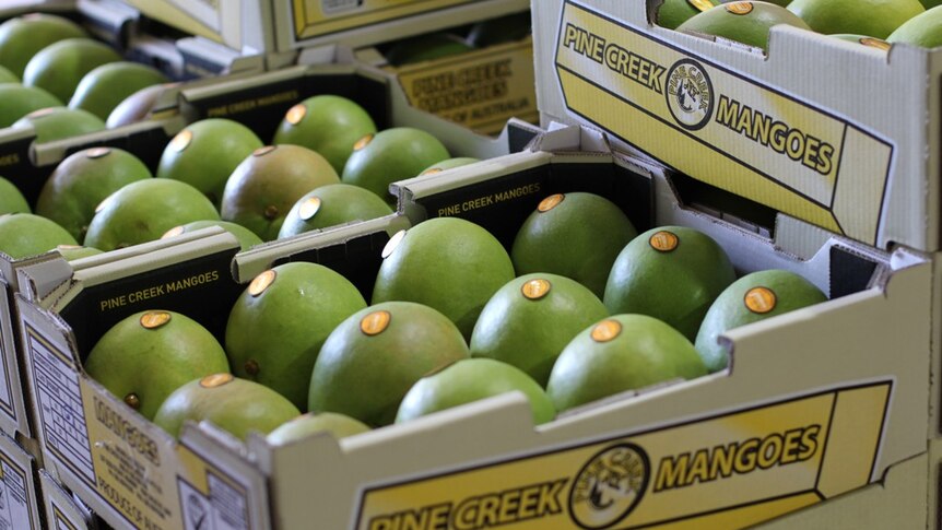 green mangoes packed in trays