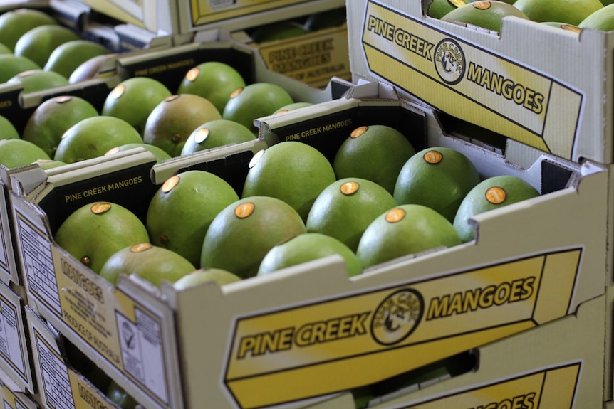 green mangoes packed in trays
