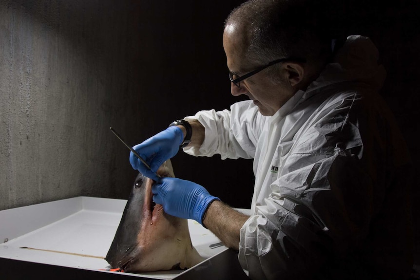 Simon de Marchi using a scalpel to clean the flesh off a shark head to extract the jaw bones