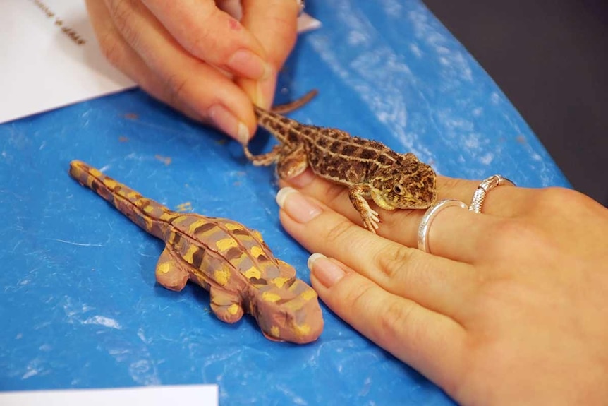 A clay earless dragon model next to a real earless dragon.