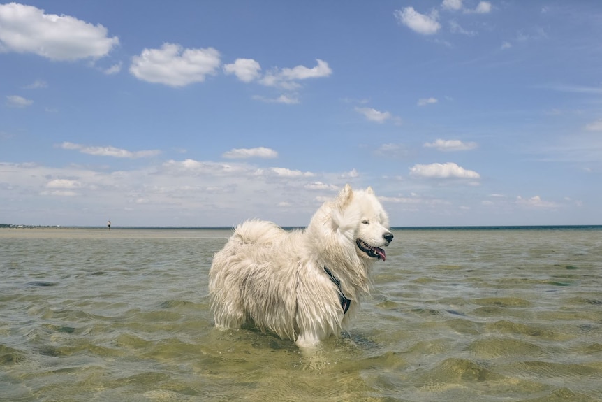 A large white Husky stands in shallow water looking ahead