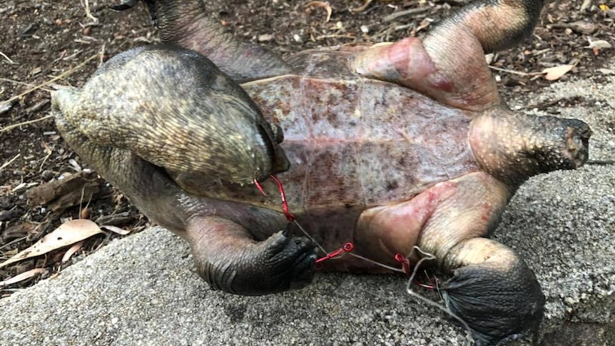 A turtle bound by fishing line with three hooks skewered through it.