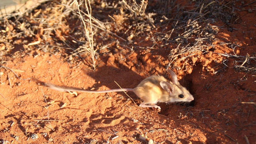 Dusky hopping mouse with large ears and a long tail in the red dirt.