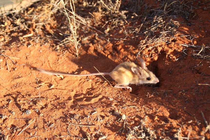 Dusky hopping mouse with large ears and a long tail in the red dirt.