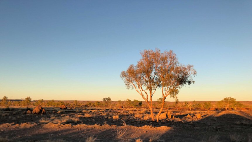 Morning light over the Tanami Desert from the roadside