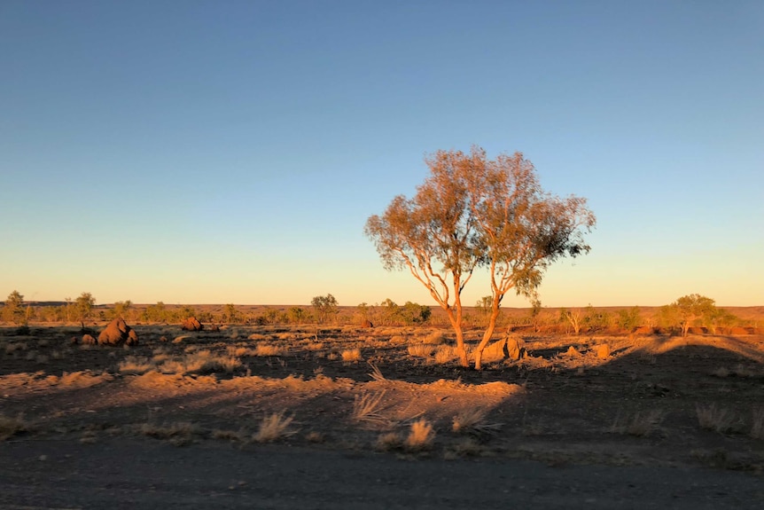 Morning light over the Tanami Desert from the roadside