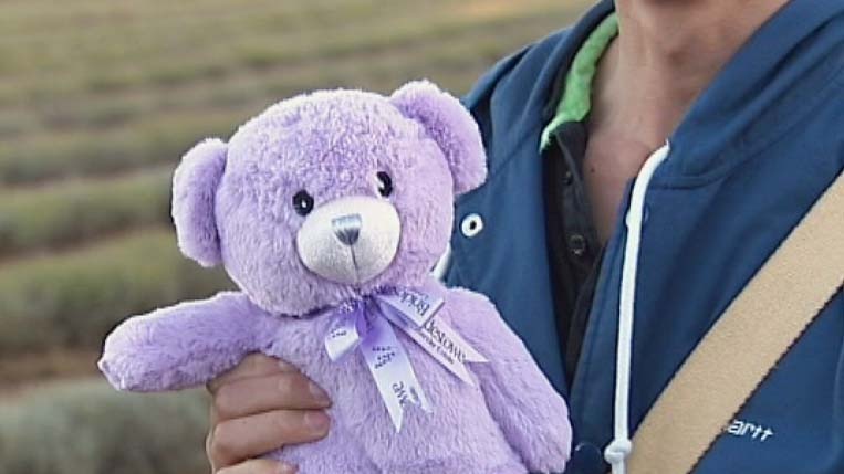 A man holds a lavender bear at the Tasmanian lavender farm at Nabowla.