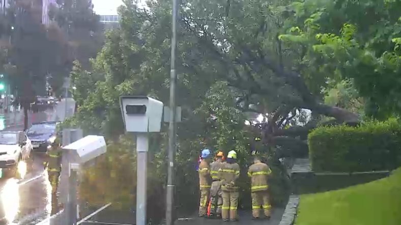 Emergency crews gather at the base of a tree that has fallen over.
