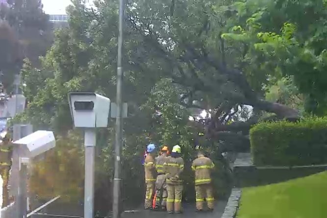 Emergency crews gather at the base of a tree that has fallen over.