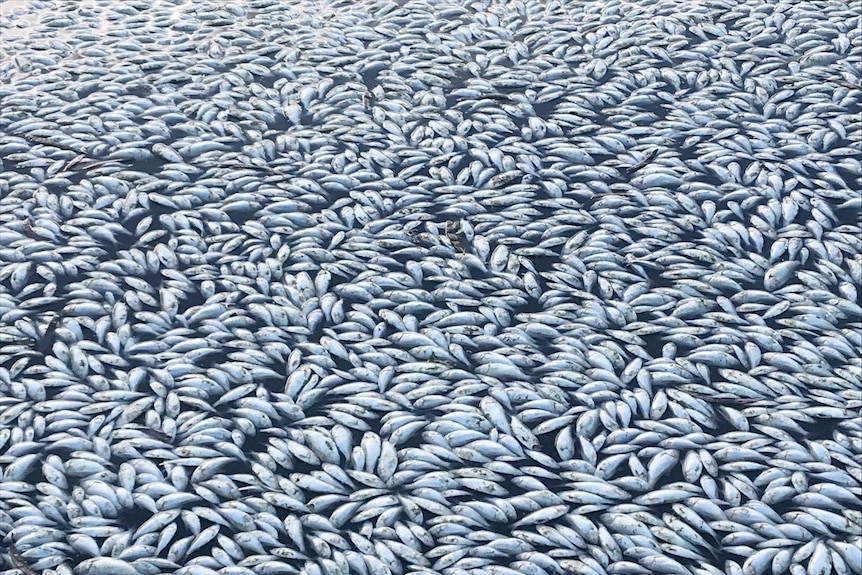 Thousands of dead fish float on the surface of a river