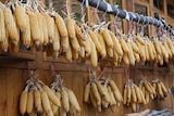 bunches of corn cobs hang drying from racks against a wall