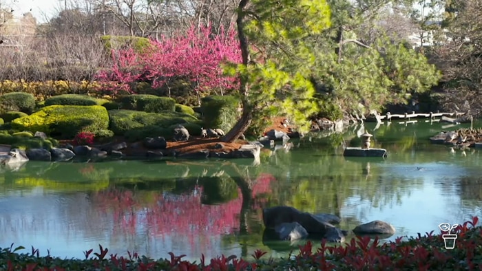 Japanese-style garden with lake in foreground and bright pink cherry blossom tree