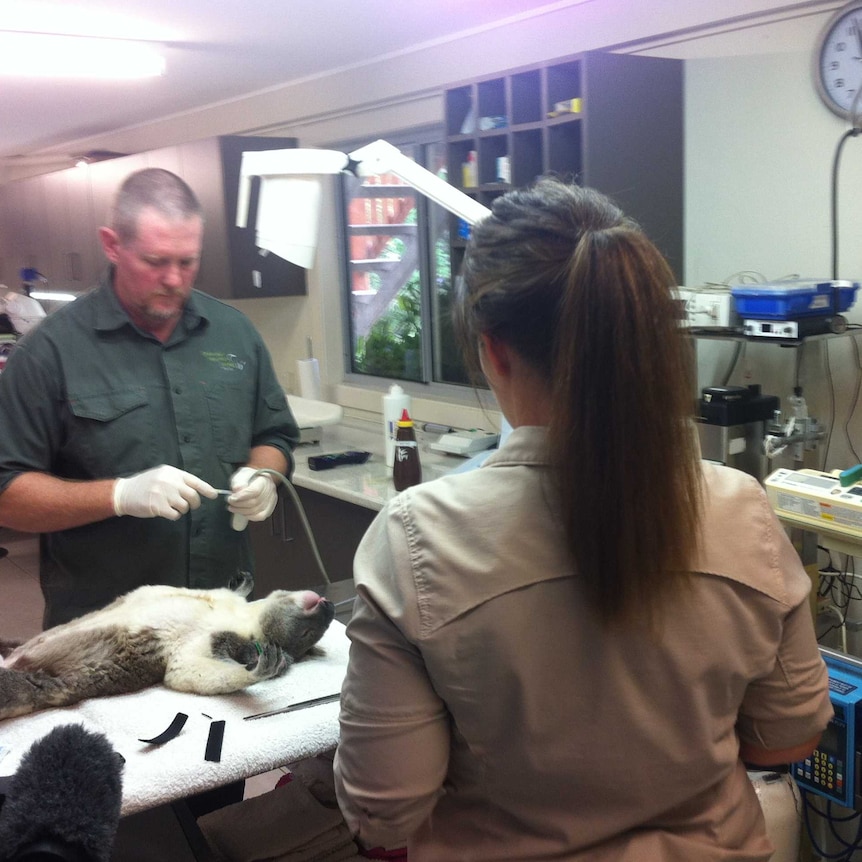 Koala being operated on