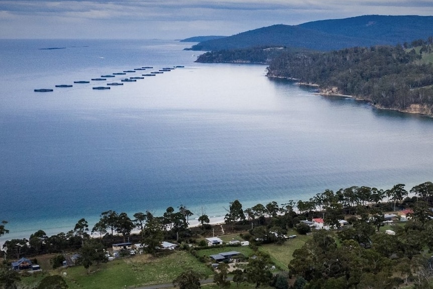 Circular fish farming enclosures in two rows off the Tasmanian coastline.