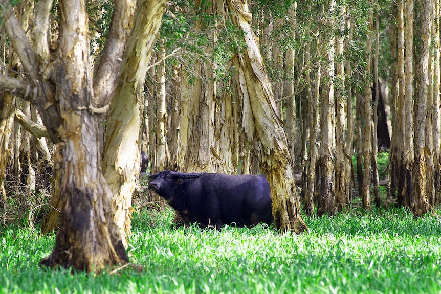 A buffalo walking among paperbark trees and green grass, lit by sunlight filtering through the trees.