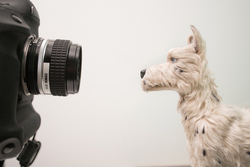 colour photo of canine characters Spots looking towards DSLR camera on the set of stop-motion film Isle of Dogs.