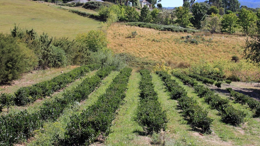 Tea fields at Allens Rivulet