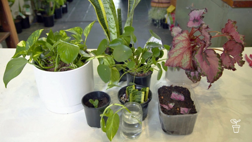 Variety of potted plants sitting on a white table