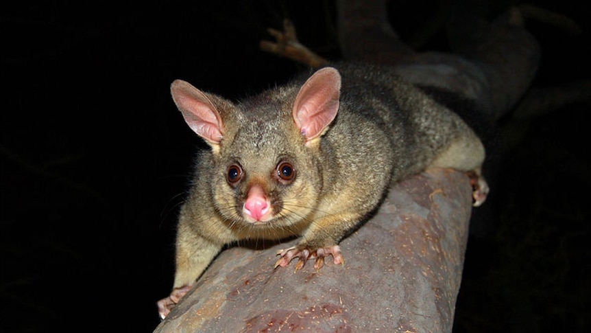 A possum clings to the bough of a tree at night.